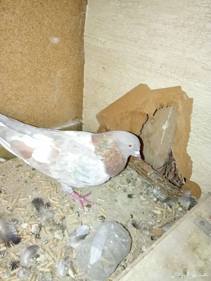 حمام جولدن دجاج بلدي 2