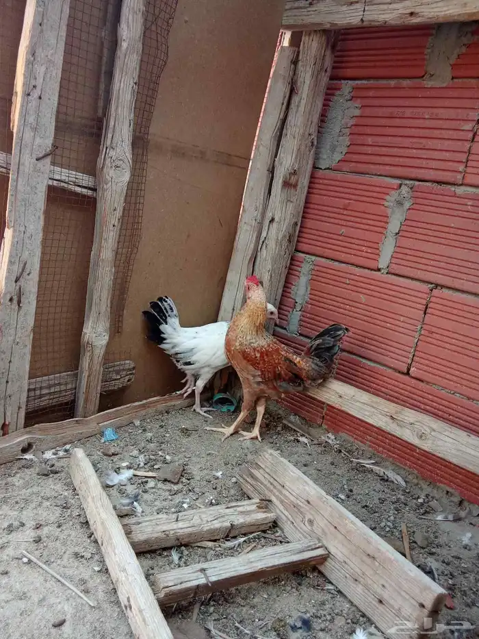 حمام جولدن دجاج بلدي 5