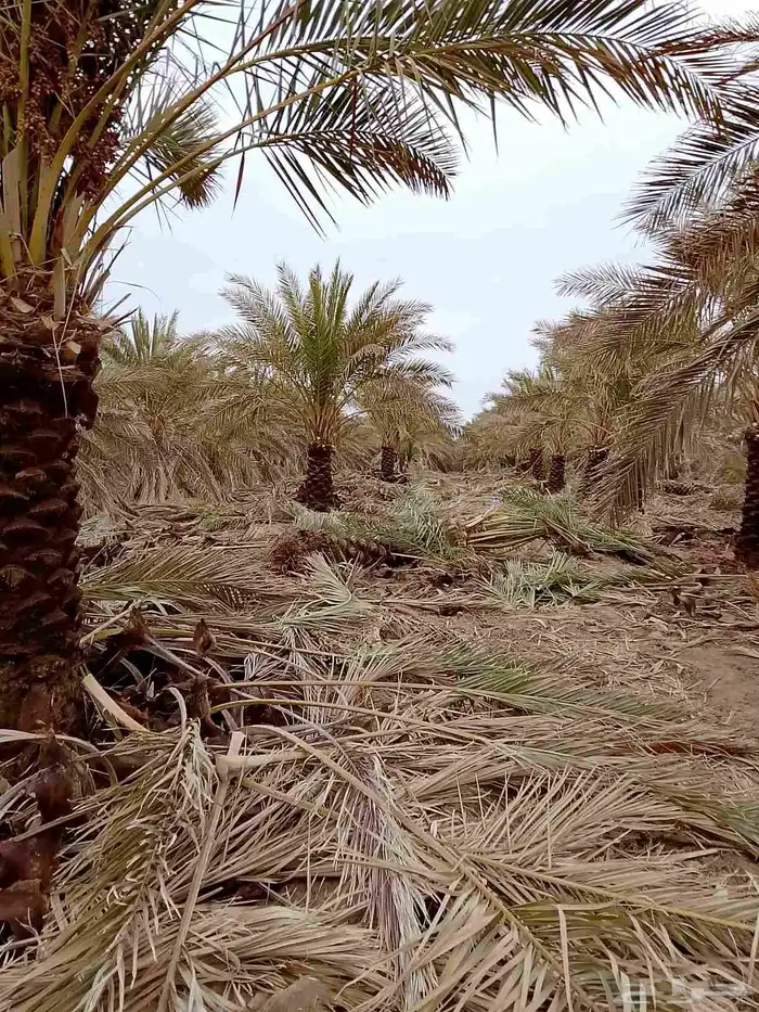 بيع وشراء النخيل 0