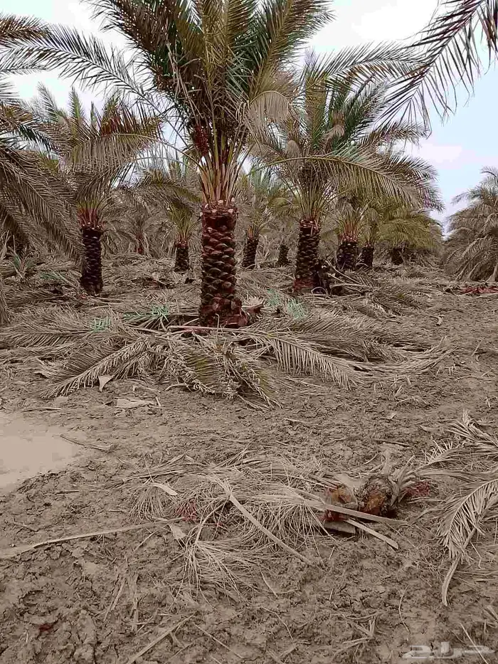 بيع وشراء النخيل 1