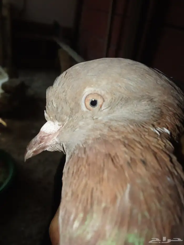 حمام جولدن دجاج بلدي 0