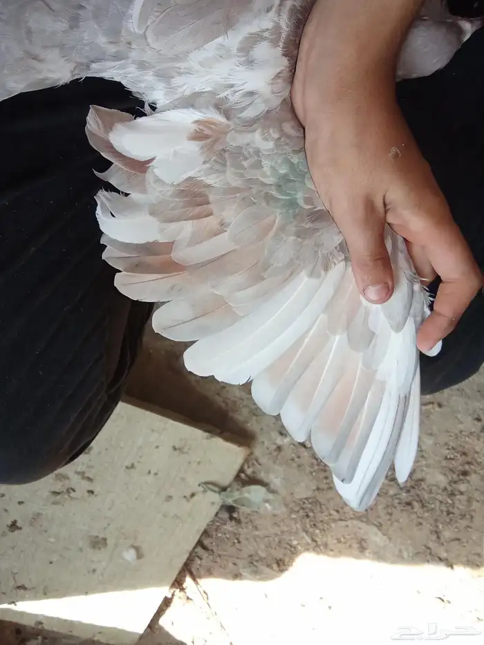 حمام جولدن دجاج بلدي 1