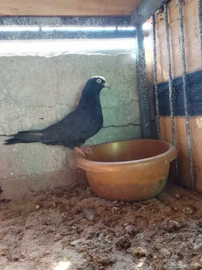 حمام باكستاني رام للبيع اسود 1
