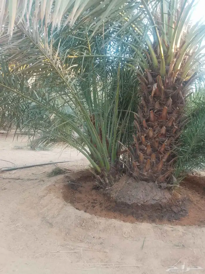 يوجد لدينا نخل للبيع 3