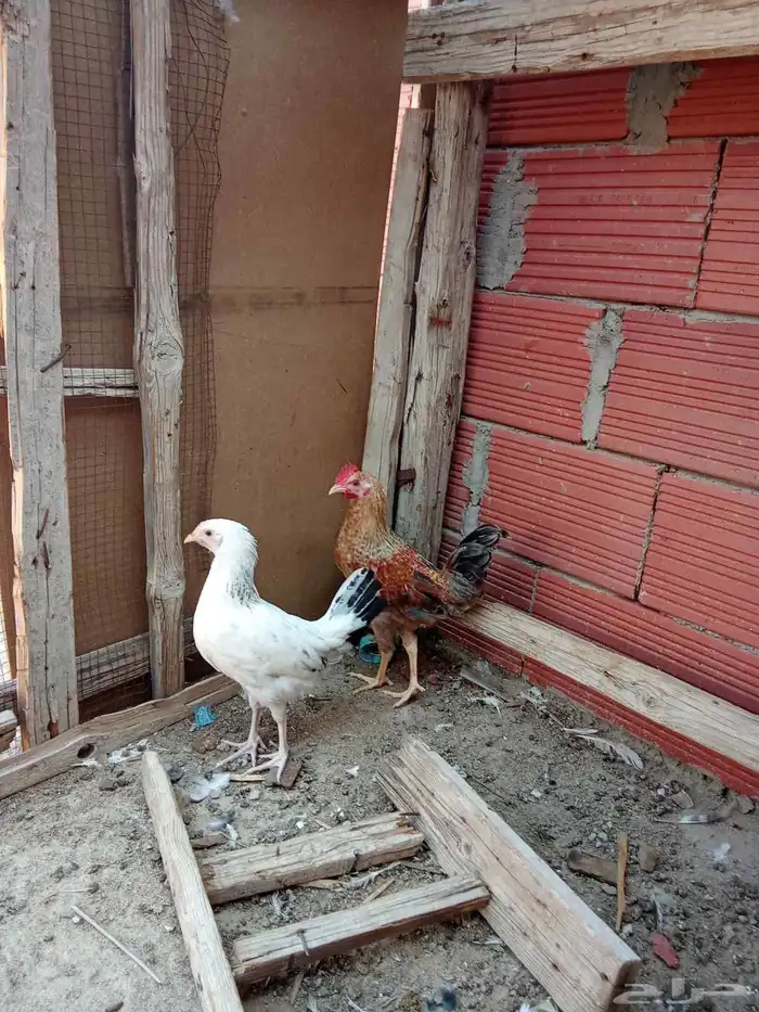 حمام جولدن دجاج بلدي 4