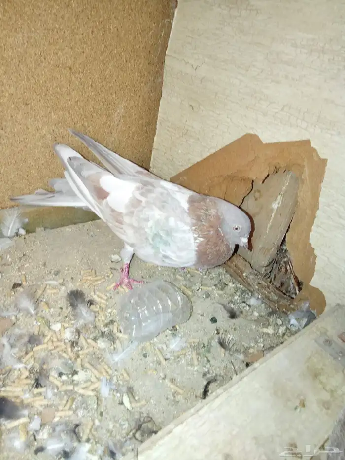 حمام جولدن دجاج بلدي 3