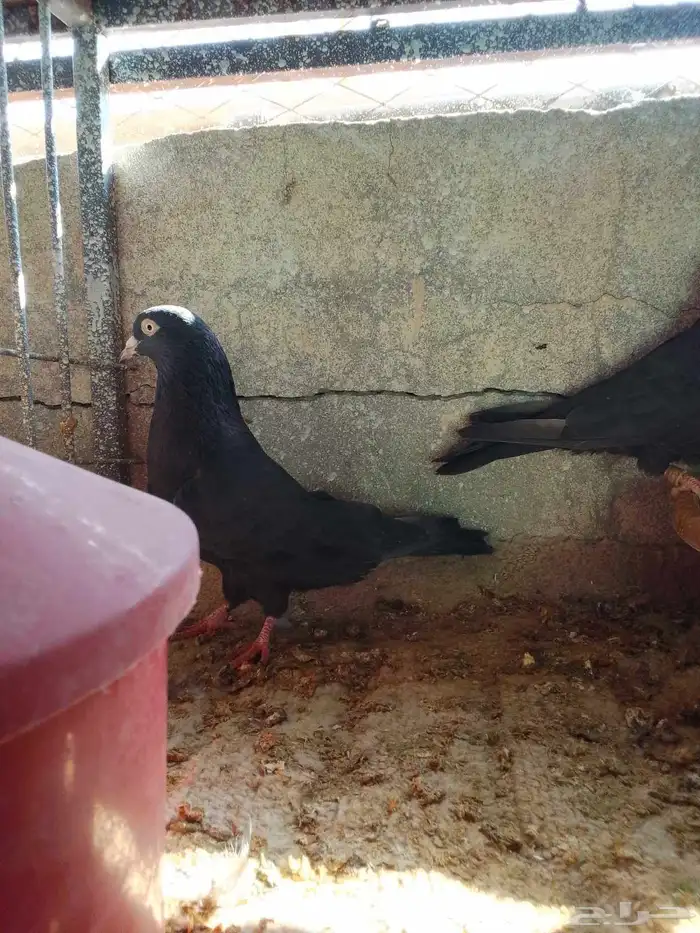 حمام باكستاني رام للبيع اسود 0