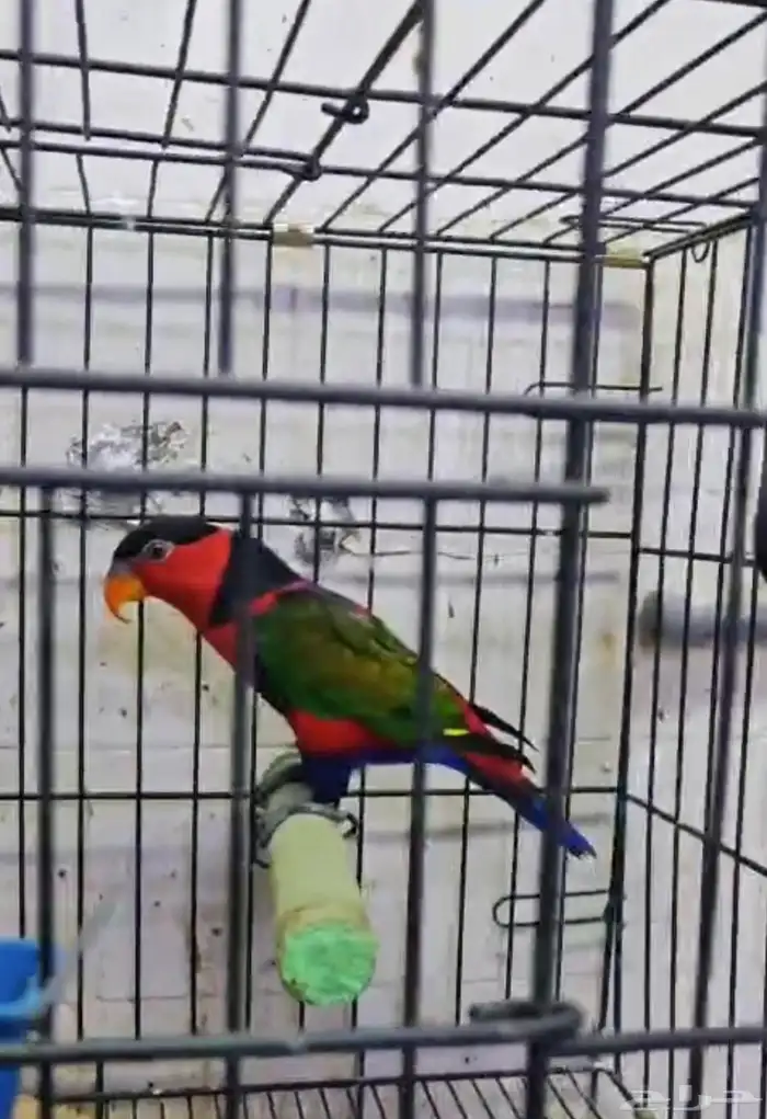 جوز لوري بلاك كاب منتج 0