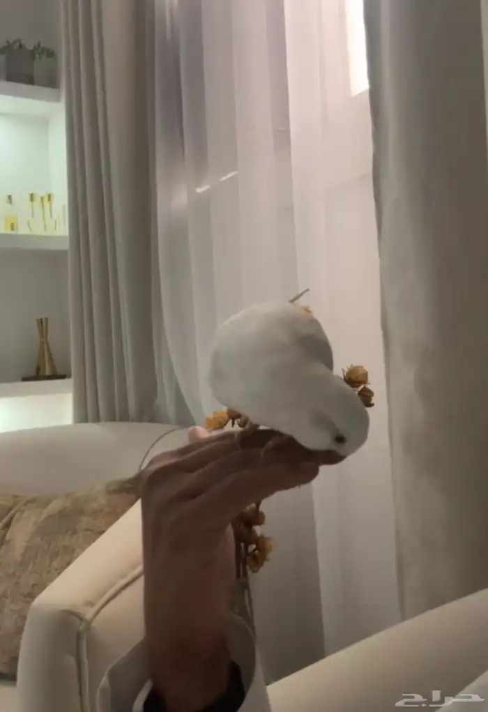 كويكر البينو اليف جدا  ومتكلم 0