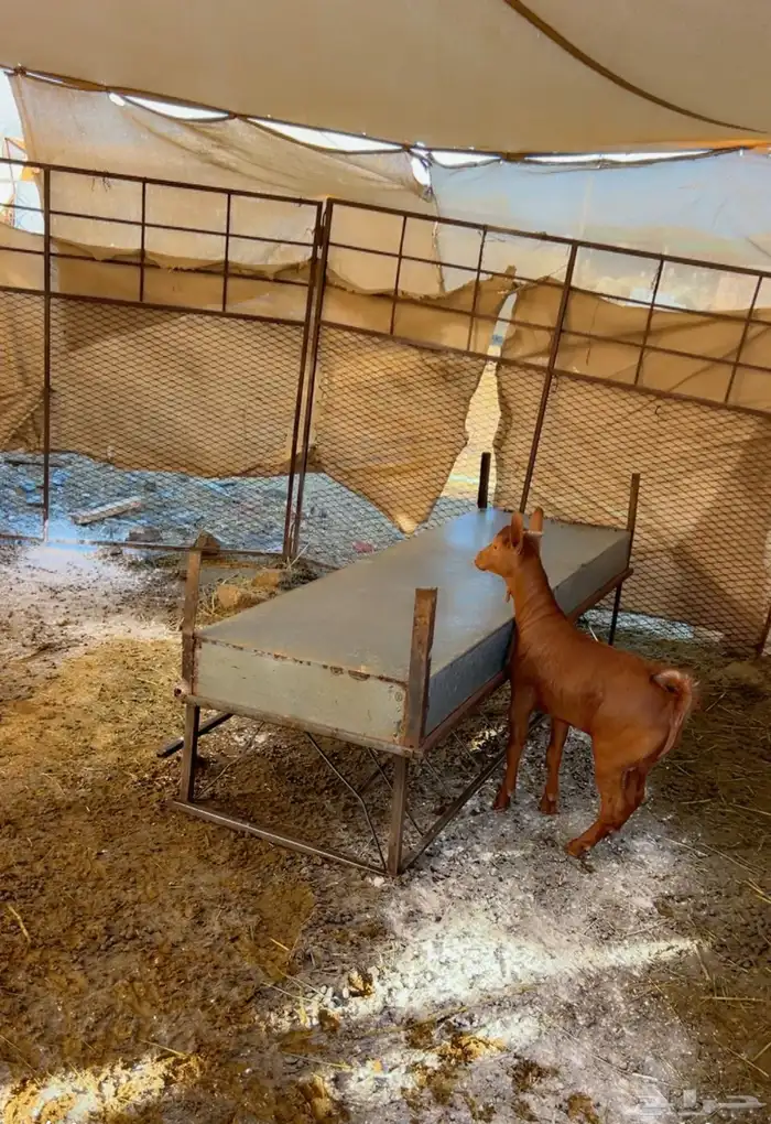 تيس محايلي لباني 0