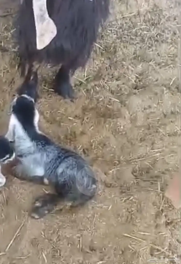 داغور جفرة شق توم عمره اسبوع فيه مشكله بعيونه ماتشوف زين 0