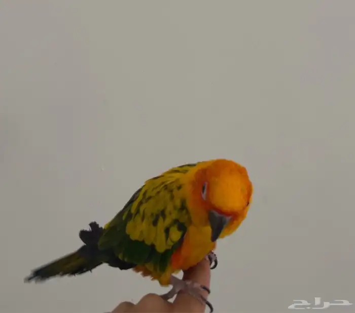 بغبغاء صن كنيور 2