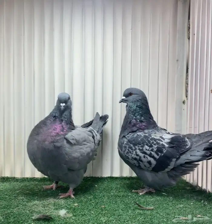 زوج فرش مودينا 2024 0