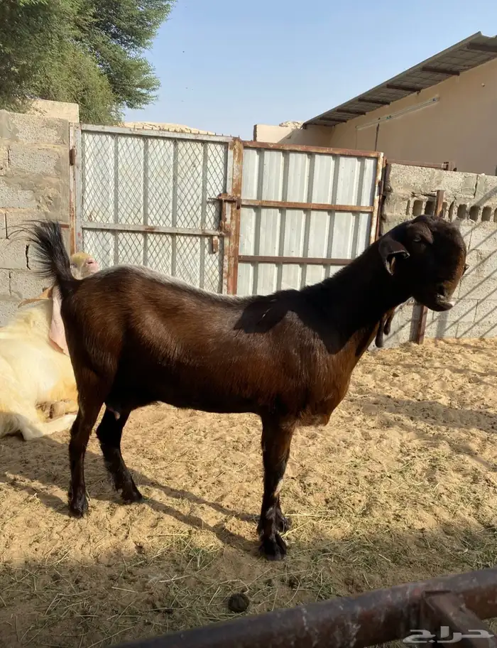 سوق المواشي الاحساء 0