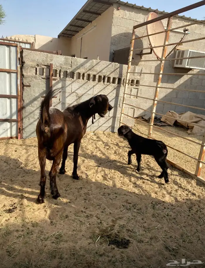 سوق المواشي الاحساء 2