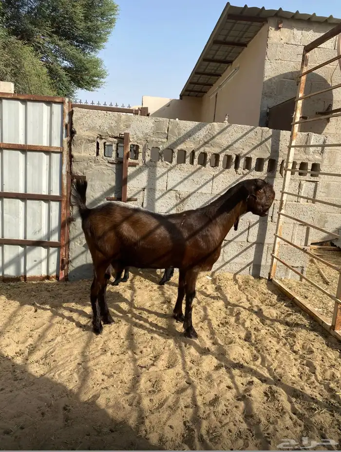 سوق المواشي الاحساء 3