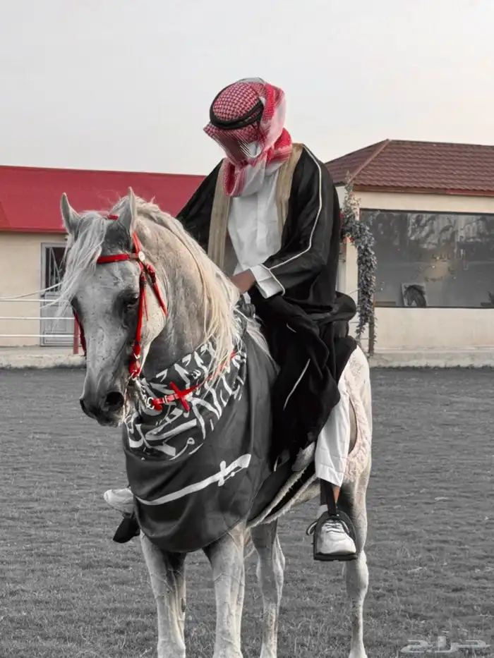 خيل عربي اصيل بأوراق للبيع لا يجي إلا الصامل فقط 2