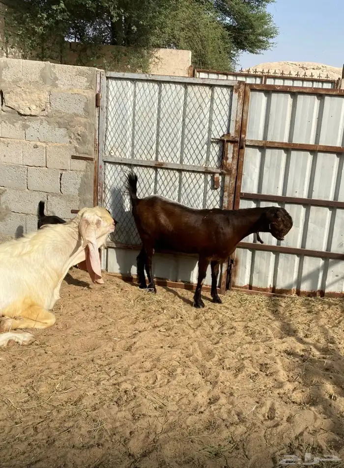 سوق المواشي الاحساء 1