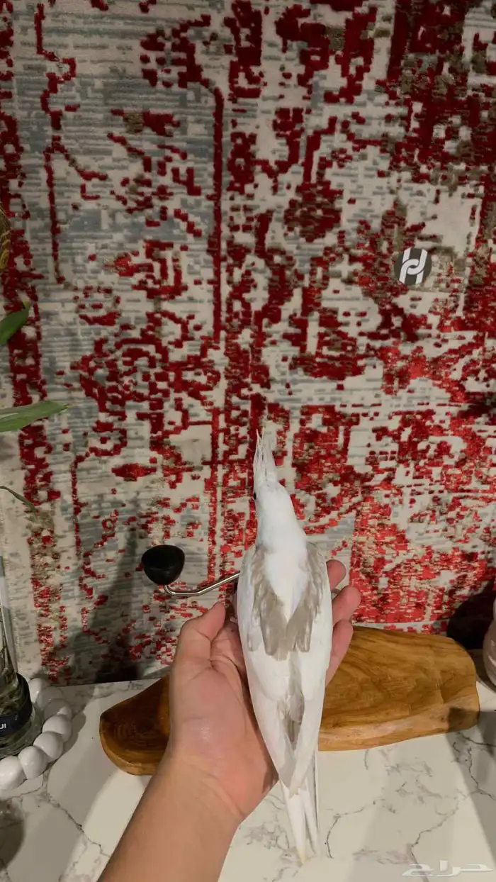 لأهل التميز ( للبيع فرخ كروان هفي بايد) 0