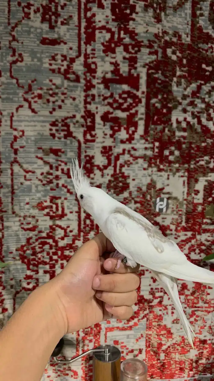 لأهل التميز ( للبيع فرخ كروان هفي بايد) 1