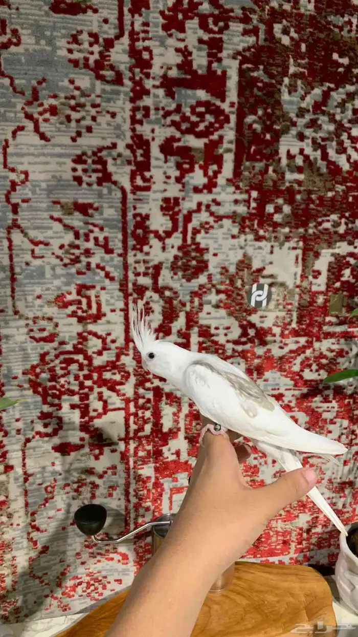 لأهل التميز ( للبيع فرخ كروان هفي بايد) 3