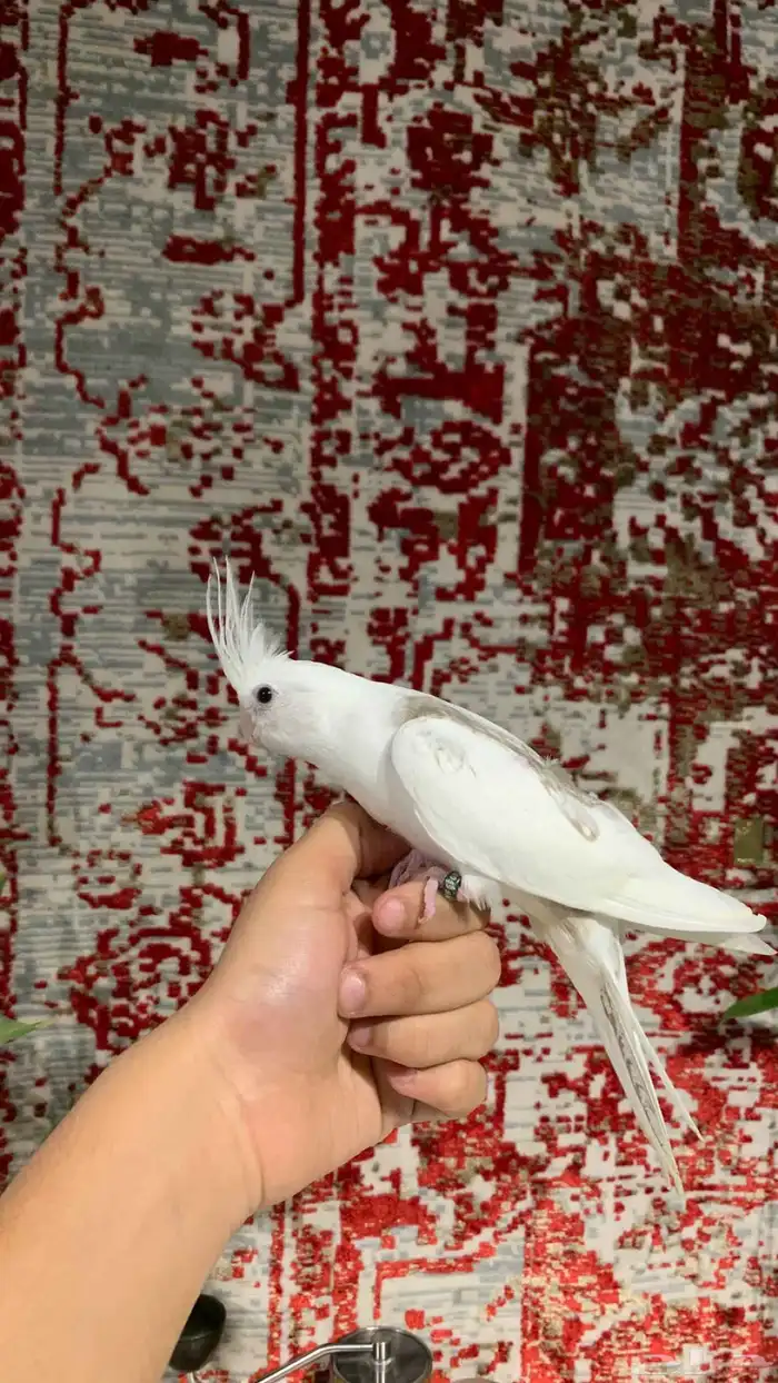 لأهل التميز ( للبيع فرخ كروان هفي بايد) 2