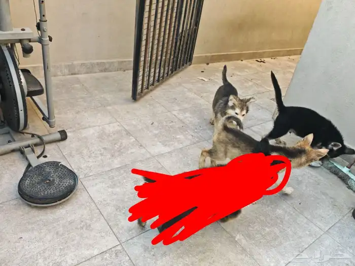 جراوي هاسكي بعمر شهرين ونص 1