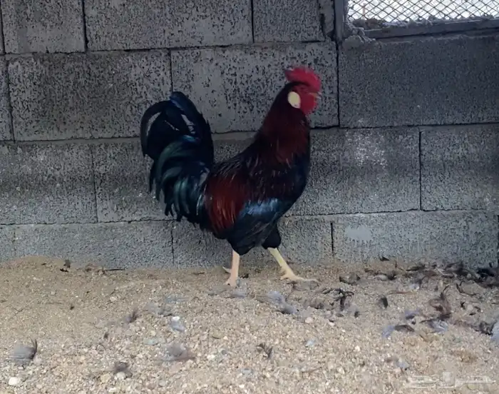 ديك فاخر هجين 0