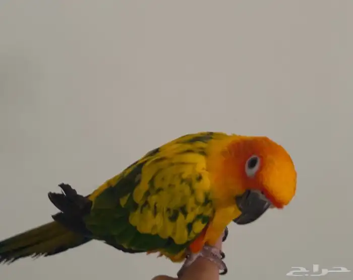 بغبغاء صن كنيور 1