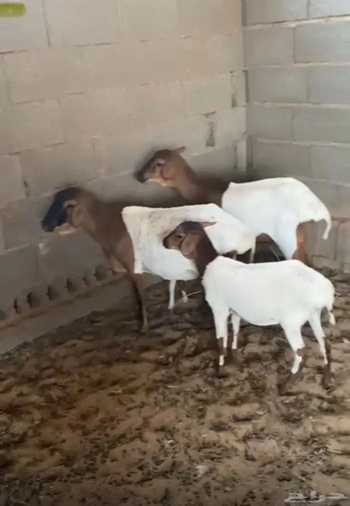 برابر مواليد 2