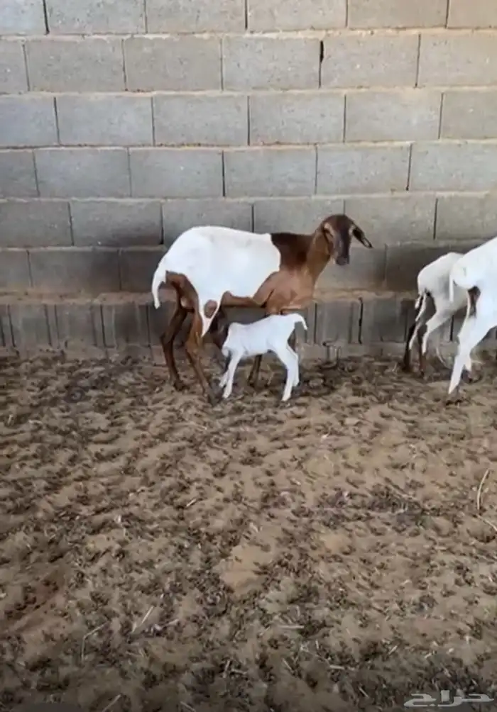 برابر مواليد 3