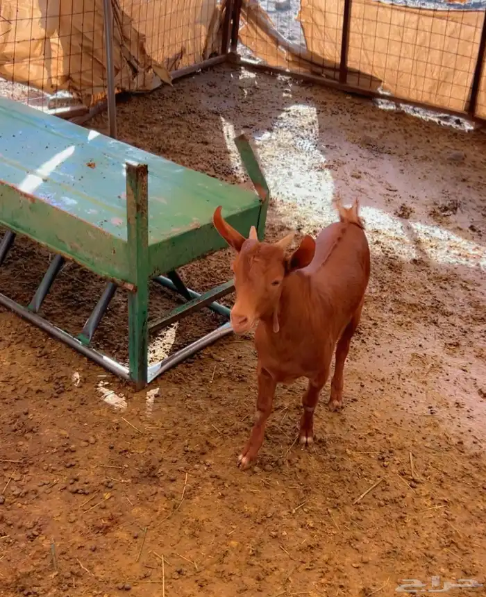 تيس محايلي لباني 2