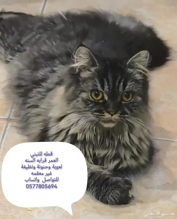 قطط للتبني عاجل 6