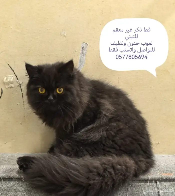 قطط للتبني عاجل 8