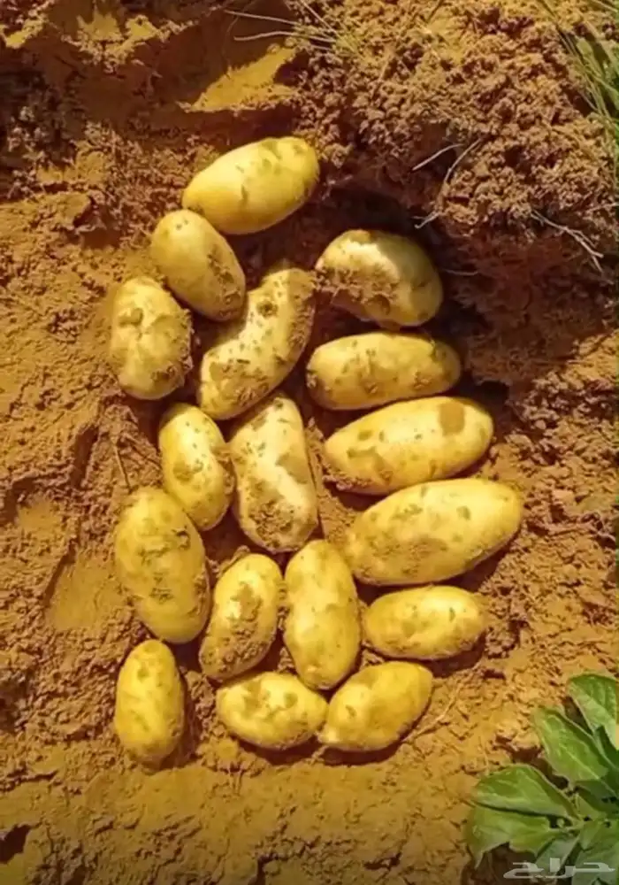 بطاطس حائل للبيع 0
