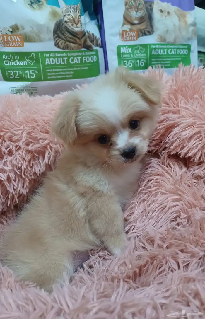 كلب مالتيز بيور 2