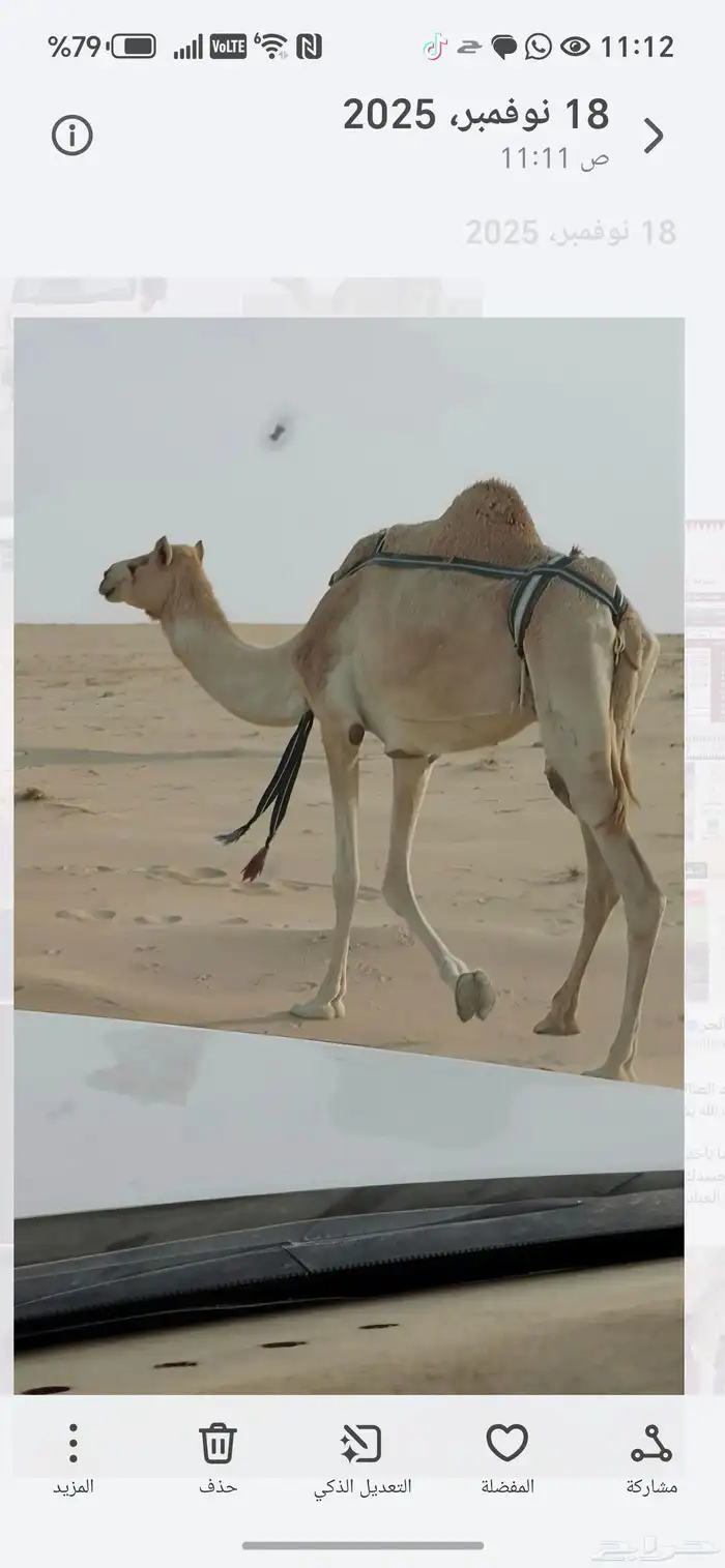 للبيع ناقه عشرا من هجن الشيوخ 0