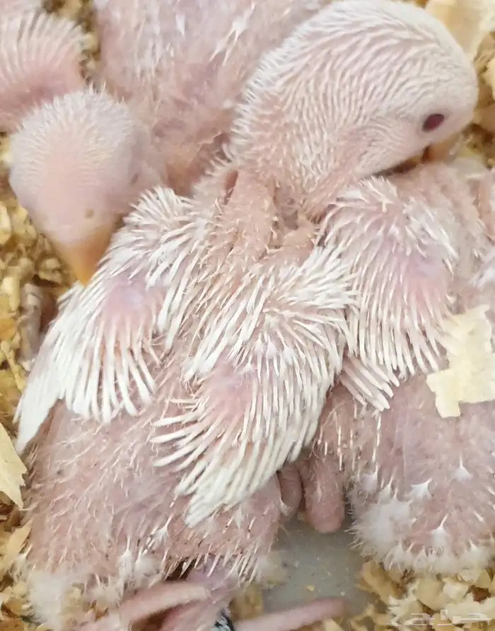 فروخ روز البينو محجلة مع المرفقات 7