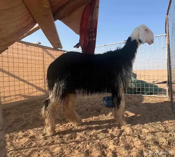 طلي نجدي صنف مشروع فحل 0