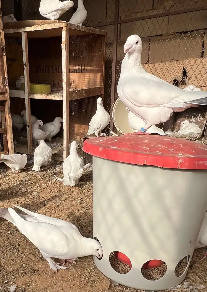 حمام هومر ومهمر مع الانتاج ينتج الوان وشكل مرتب 1