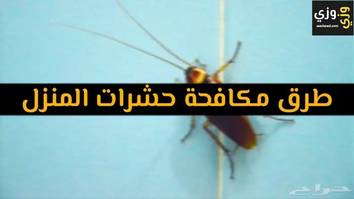 مكافحة حشرات ورش مبيدات خميس مشيط 1