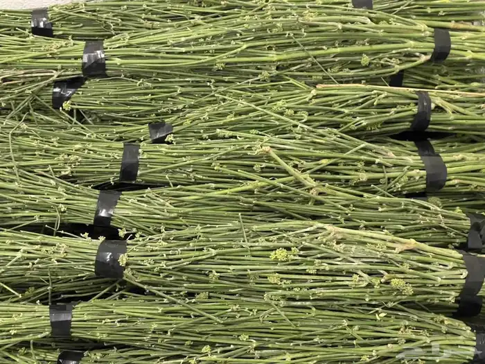 مرخ طازج للبيع 11