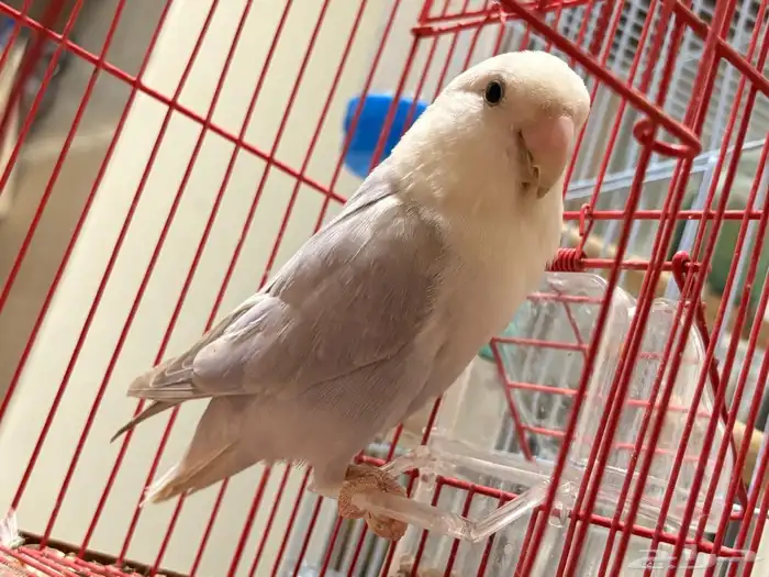 طيور زينة للبيع المستعجل 1