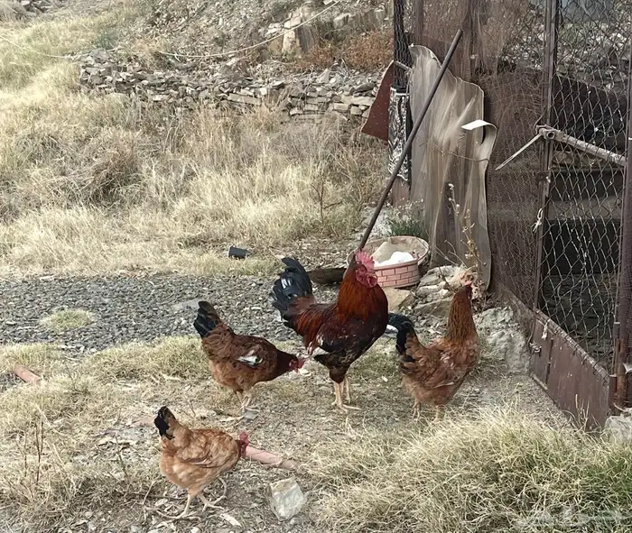 طقم دجاج فرنسي 0