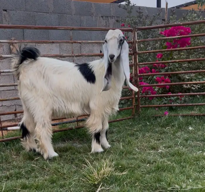 جفره عارضيه 0