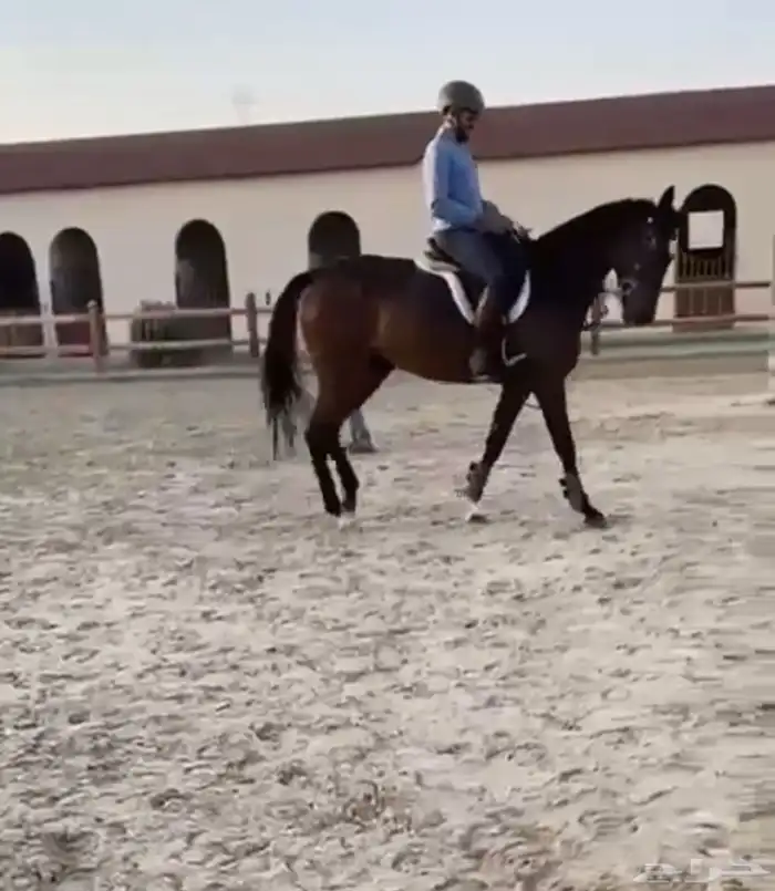 فرس قفز حواجز 3