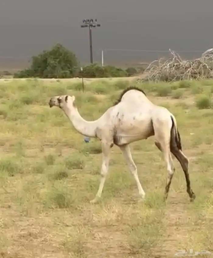 قعود اركي للبيع 0
