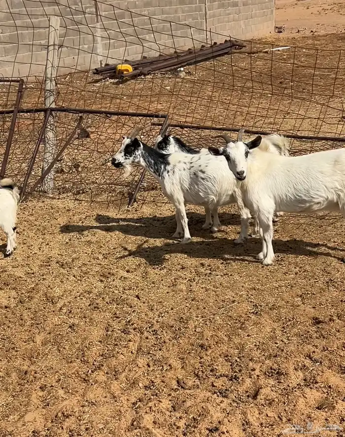 جانين تبعد عن حائل 80 ك 0