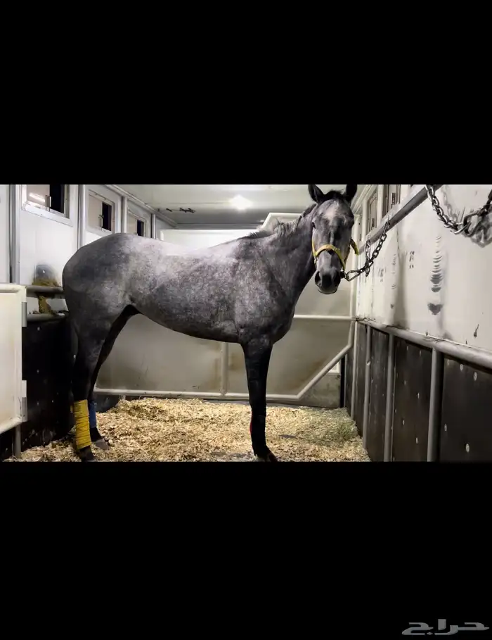 حصان انتاج شغال جاهز 1