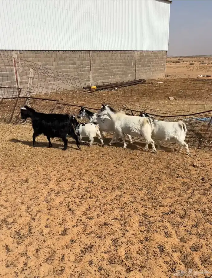 جانين تبعد عن حائل 80 ك 1